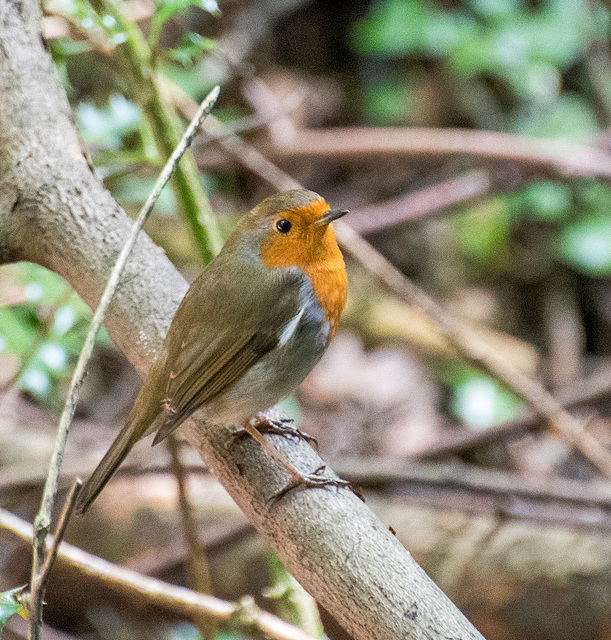 A robin posing at Dibbinsdale nature reserve