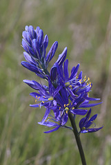 Common Camas