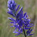 Common Camas