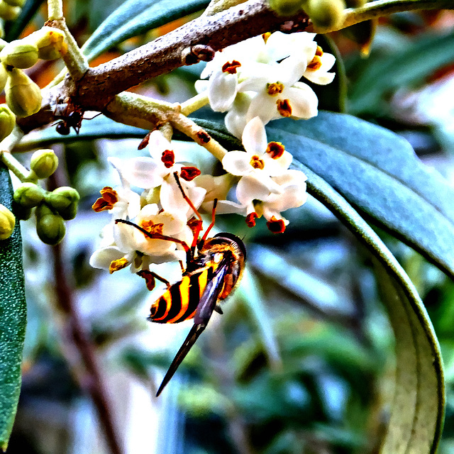Hoverfly at olive blossoms...  ©UdoSm