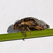 20100614 5196Mw [D~MI] Weidenschaumzikade (Aphrophora pectoralis) , Larve, Großes Torfmoor, Hille