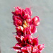 20221027 1878CPw [D~LIP] Schecken-Knöterich (Polygonum affine 'Darjeeling Red'), Bad Salzuflen