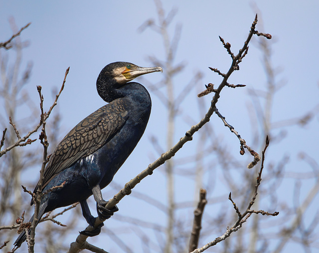 Kormoran Kormoran