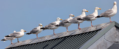 EOS 90D Peter Harriman 15 26 34 15537 8gulls dpp