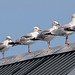 EOS 90D Peter Harriman 15 26 34 15537 8gulls dpp