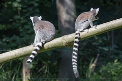 20150911 8850VRAw [D~HF] Katta (Lemur catta), Tierpark, Herford