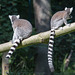20150911 8850VRAw [D~HF] Katta (Lemur catta), Tierpark, Herford