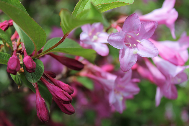 Lilas botanique