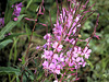 Fireweed up close