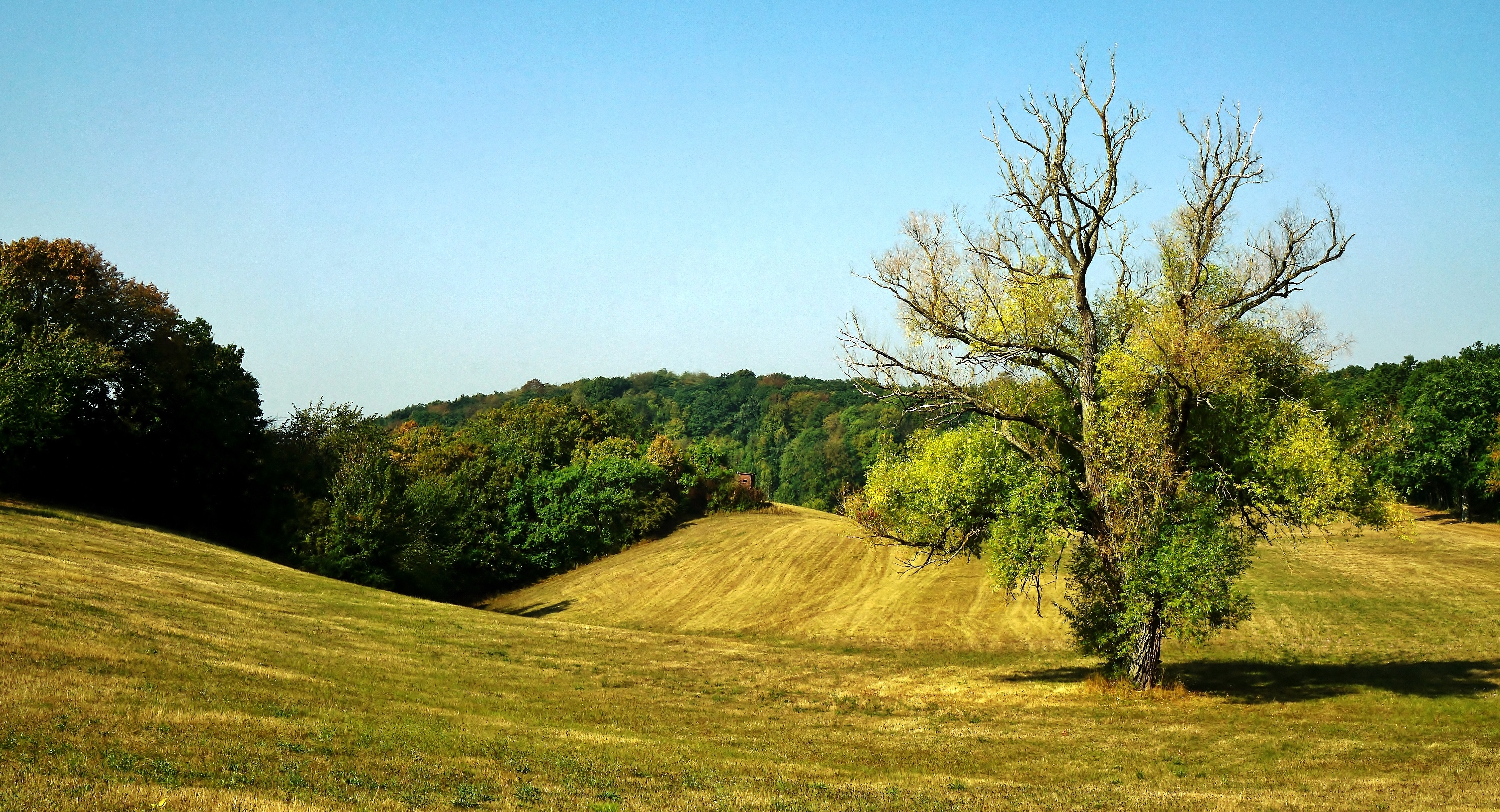 Schwingendes Grasland mit sterbender Weide - Swinging grassland with dying willow