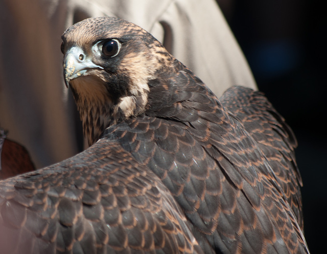 Peregrine Falcon 3