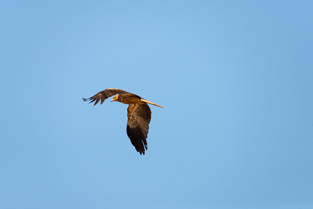 Whistling Kite