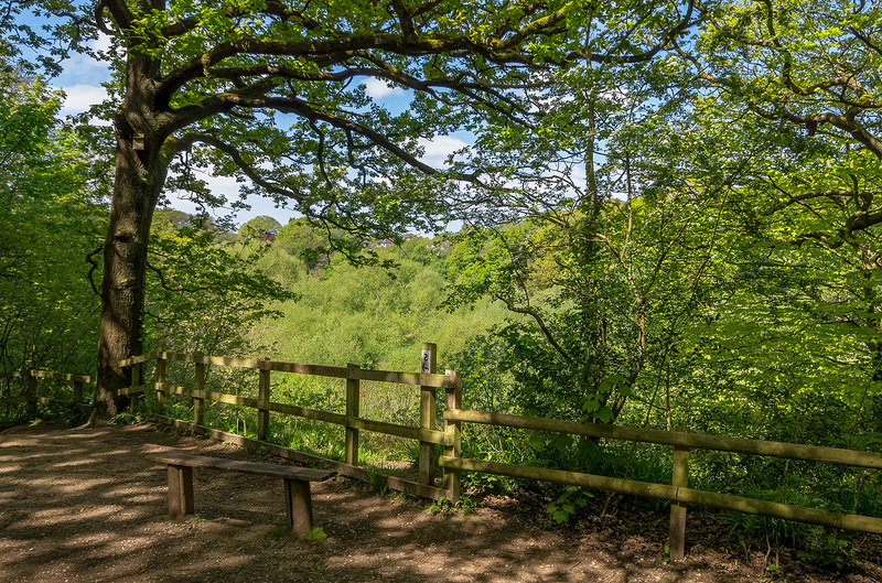 A viewpoint at Dibbinsdale nature reserve