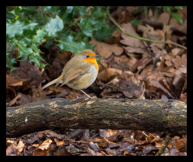 Is this called a round robin