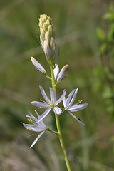 White Camas