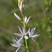 White Camas