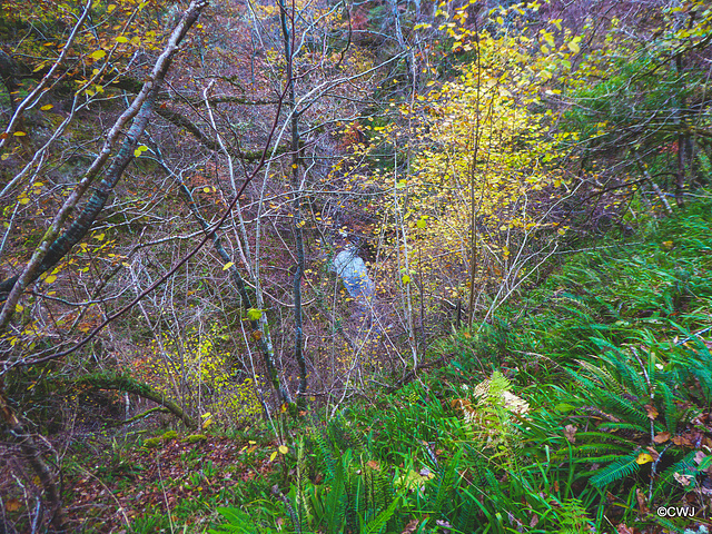 The Dunearn Burn walk - Earl of Moray's estate