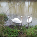 swans in the flood
