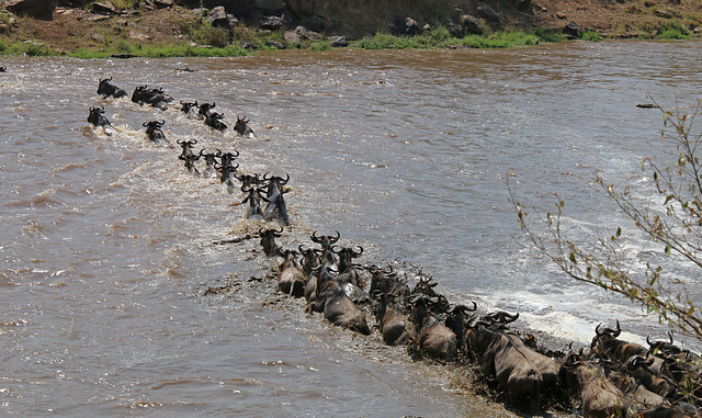 Following the leader