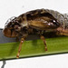 20100614 5197Mw [D~MI] Weidenschaumzikade (Aphrophora pectoralis) , Larve, Großes Torfmoor, Hille