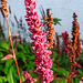20221027 1879CPw [D~LIP] Schecken-Knöterich (Polygonum affine 'Darjeeling Red'), Bad Salzuflen