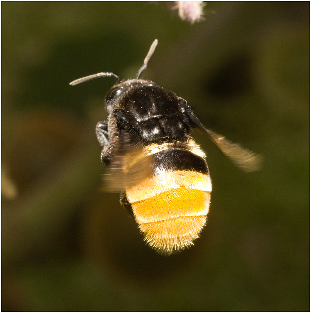 IMG 0971 Bumblebee