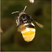IMG 0971 Bumblebee