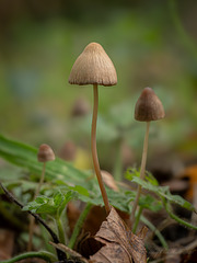 Magic Mushroom (Psilocybe semilanceata)