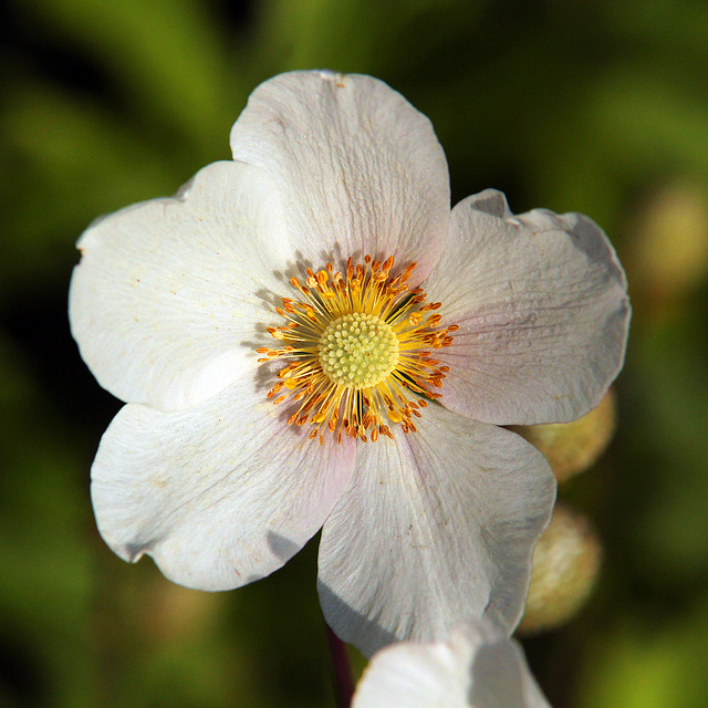 Flowers in our garden