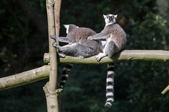 20150911 8851VRAw [D~HF] Katta (Lemur catta), Tierpark, Herford