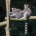 20150911 8851VRAw [D~HF] Katta (Lemur catta), Tierpark, Herford