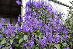 Plectranthus by the hayshed