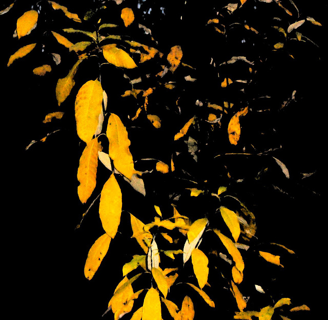 Evening Leaves