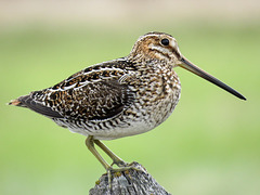 Wilson's Snipe