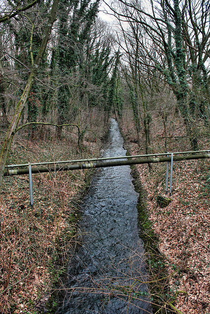 Lohberger Entwässerungsgraben (Voerde-Möllen) / 4.03.2017