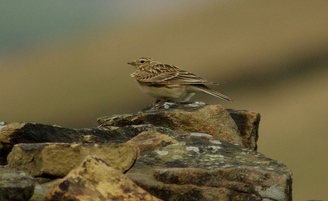 Skylark