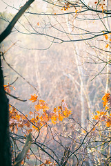 Forêt de Fontainebleau