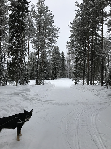 Molly leading us down the snowy road