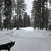 Molly leading us down the snowy road