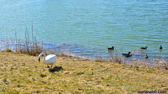 Lonely Swan