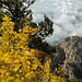 Driving to the crest of the Sandia mountains24
