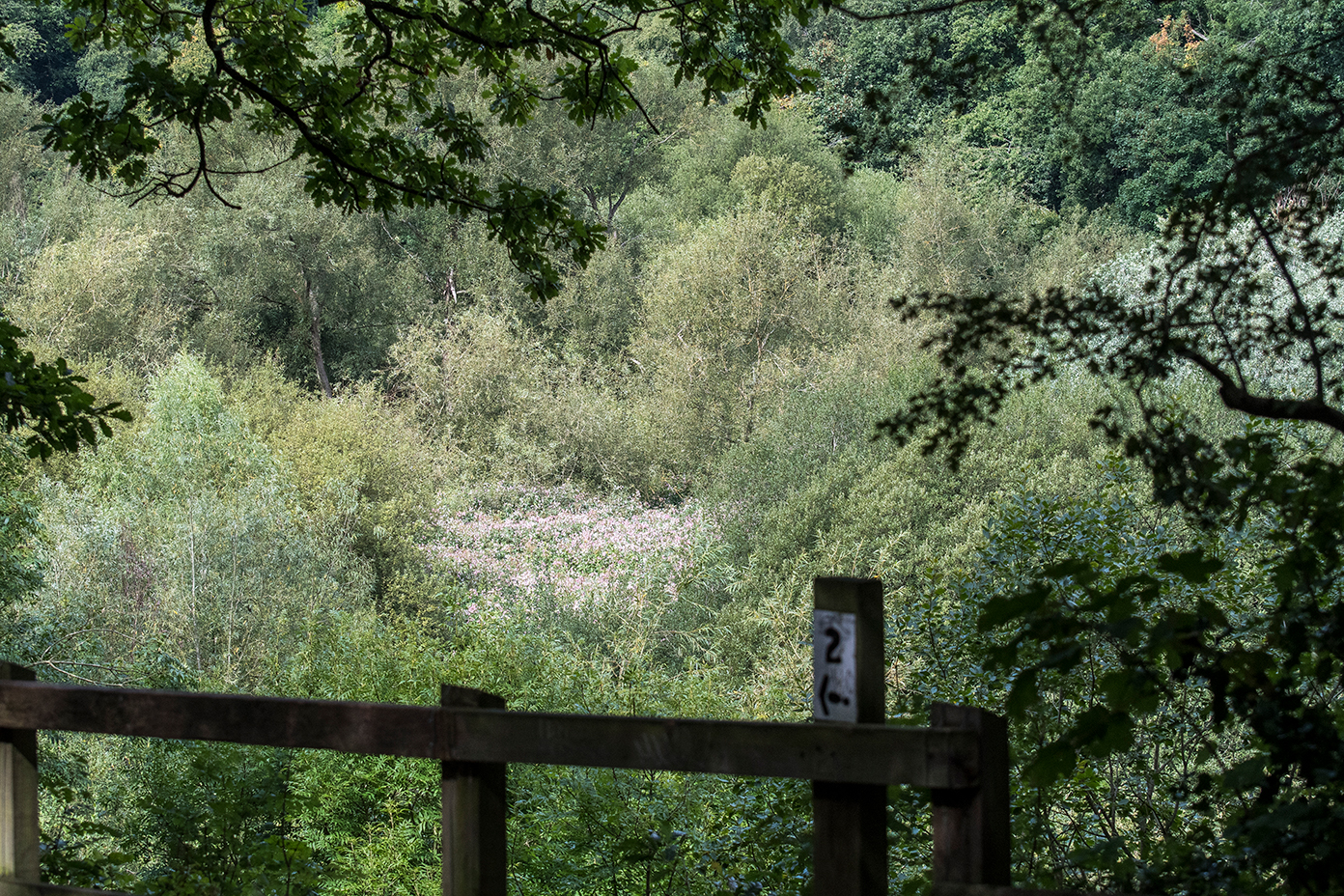 A viewpoint at Dibbinsdale nature reserve2