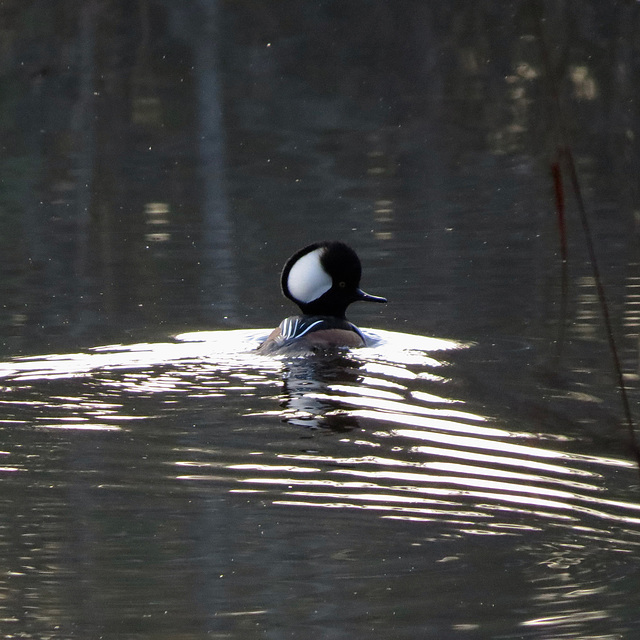 Hooded merganser