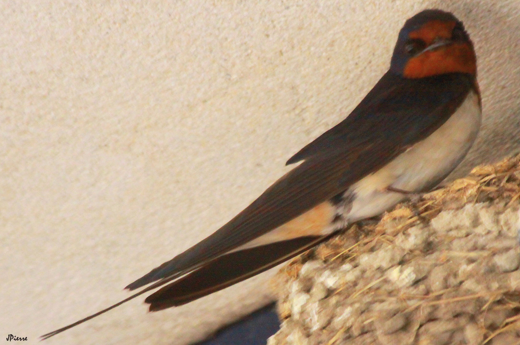 Hirondelle rustique