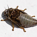20100614 5198Mw [D~MI] Weidenschaumzikade (Aphrophora pectoralis) , Larve, Großes Torfmoor, Hille