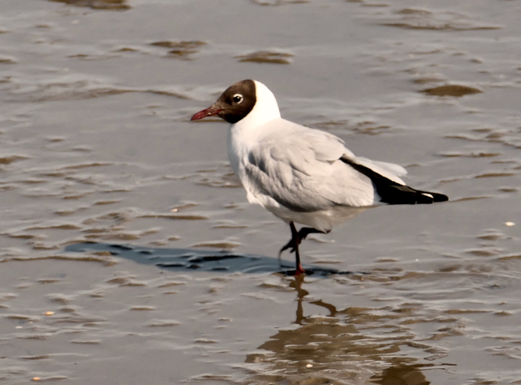 Lachmöwe