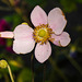 20221027 1880CPw [D~LIP] Herbst-Anemone (Anemone hupehensis), Bad Salzuflen