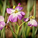 Arabis blepharophylla