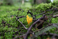 Ziegenbart :-) Ziegenbart :-)