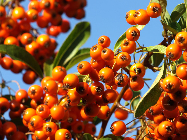 Pyracantha (Firethorn) berries